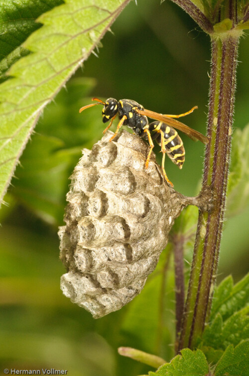 feldwespe-mit-nest-4793df0617f2ff67d3dc.jpeg