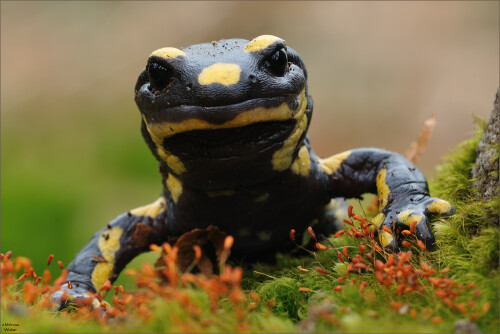 feuersalamander-64514e677b235a6b0e1e.jpeg