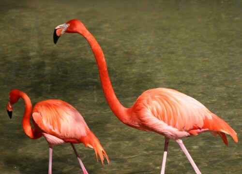 flamingo-30.jpeg