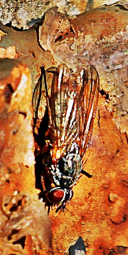 Eine Art Fliege, die in Teilen der Paläarktis vorkommen kann.
https://en.wikipedia.org/wiki/Phaonia_tuguriorum
http://www.naturespot.org.uk/species/phaonia-tuguriorum

Aufnameort: Eiershausen Garten
Kamera: Canon EOS 1300D