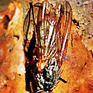 fliege-phaonia-vielleicht-tuguriorum-scopoli-1763-19852.jpeg
