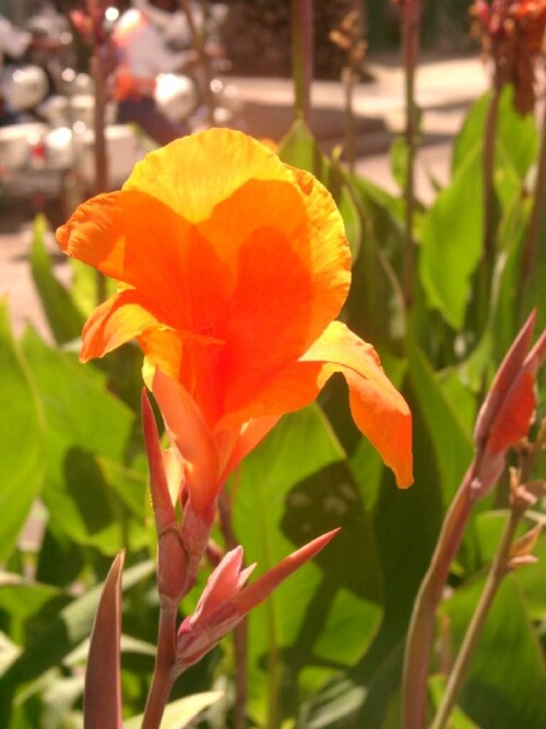 flowers-143d05e538915b5f10b.jpeg
