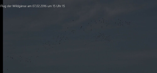 flug-von-ca-hundert-wildganse--16079.jpeg
