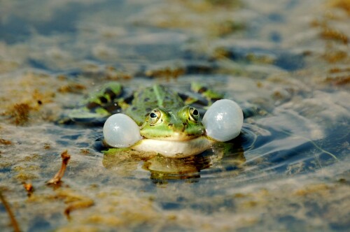 froschgesang-134651c4d1ea0a448129.jpeg