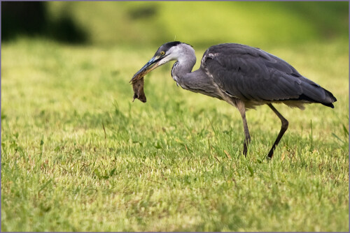 fruher-vogel-fangt-den-471216ac017cebe8a0c.jpeg