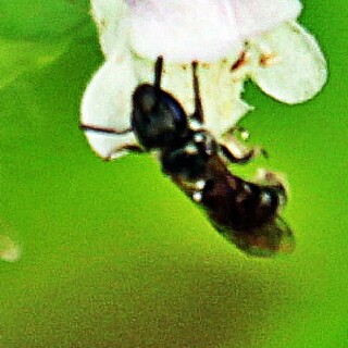 furchenbiene-lasioglossum-calc-19499.jpeg