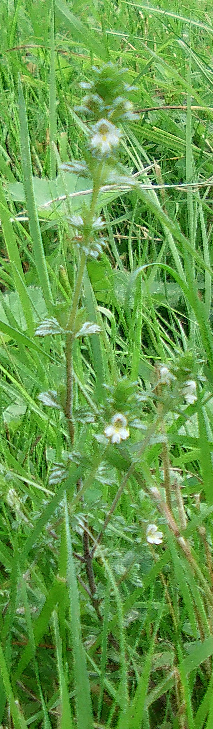 Der Gemeine Augentrost ernährt sich als Halbschmarotzer an Wiesenpflanzen.
http://de.wikipedia.org/wiki/Gemeiner_Augentrost

Aufnameort: Eiershausen Wiesen wie Weiden im Nordosten
Kamera: Medion Digitaler Full-HD-Camcorder mit Touchscreen Medion Life
