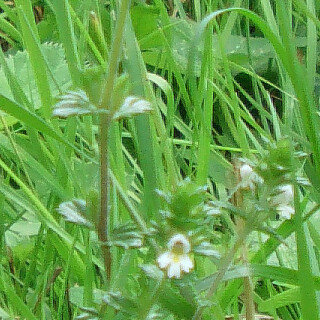 gemeiner-augentrost-euphrasia-rostkoviana-l-12133.jpeg