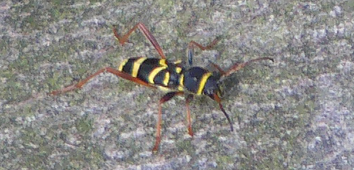 Ein Bockkäfer mit "Wespen-Mimikry"
http://de.wikipedia.org/wiki/Gemeiner_Widderbock

Aufnameort: Eiershausen Hirschbergwald
Kamera: Medion Digitaler Full-HD-Camcorder mit Touchscreen Medion Life