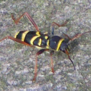 gemeiner-widderbock-clytus-arietis-l-1758-10693.png