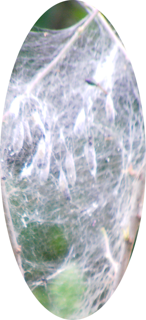 gespinst-der-pflaumen-gespinst-10878.png
