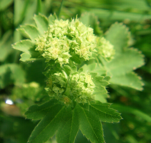 gewohnlicher-frauenmantel-alchemilla-vulgaris-l-11851.jpeg