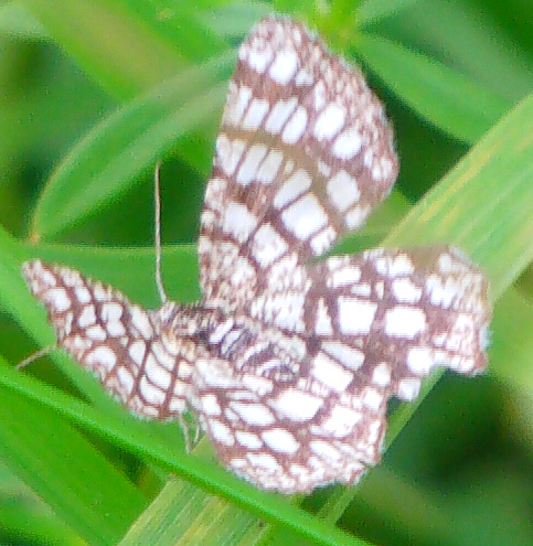 Im Sommer ein auffällig gezeichneter Spanner(Falter) häufig im Gras.
http://de.wikipedia.org/wiki/Gitterspanner

Aufnameort: Eiershausen Wiesen und Weiden
Kamera: Medion Digitaler Full-HD-Camcorder mit Touchscreen Medion Life