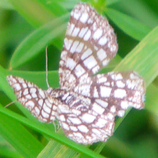 gitterspanner-chiasmia-clathrata-l-1758-10694.png