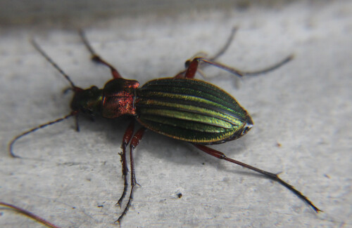 goldglanzender-laufkafer-carabus-auronitens-f-1792-16875.jpeg