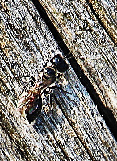 Jene Art bzw. Gattung Grabwespe hält sich synanthrop(also in menschliche "Nähe") auf und nutzt Pflanzenstängel oder Käferbohrlöcher als Nistmöglichkeit.
https://de.wikipedia.org/wiki/Stigmus
[Anekdote: Wegen dieses Artikels habe ich mit wikipedia einen etwas kontroversen "e-mail-Verkehr."
Letztens forderte wikipedia auf, ihre Lücken zu bebildern.
Jetzt wurde dies hier exemplarisch durchgeführt. Inzwischen sehen sie wieder einen unbebilderten Artikel. Ich würde es ja verstehen, wenn bessere Bilder vorliegen würden - aber so??
Nun ja - wir sind ja alles friedliebende Menschen....]
https://de.wikipedia.org/wiki/Stigmus

Aufnameort: Eiershausen Garten
Kamera: Canon EOS 1300D