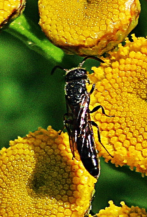 Die Töpfer-Grabwespe(Trypoxylon figulus) ist bislang nicht gefährdet.
Sie ist in Mitteleuropa weit verbreitet und fast überall häufig anzutreffen.
In der Paläarktis kann sie im Gebirge bis zu 1700 Meter über dem Meeresniveau vorkommen.
Ferner ist sie im Nordosten der USA sowie im Osten von Kanada bekannt. Sie kann etwa von Mai bis September beobachtet werden.
Zur Nestgründung sucht sie wenig bewachsene, sonnige Wälder oder auch Gärten auf.
https://de.wikipedia.org/wiki/Töpfergrabwespe


Aufnameort: Eiershausen Straßenrabatte An der Lei
Kamera: Canon EOS 1300D