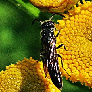grabwespe-trypoxylon-figulus-l-19369.jpeg