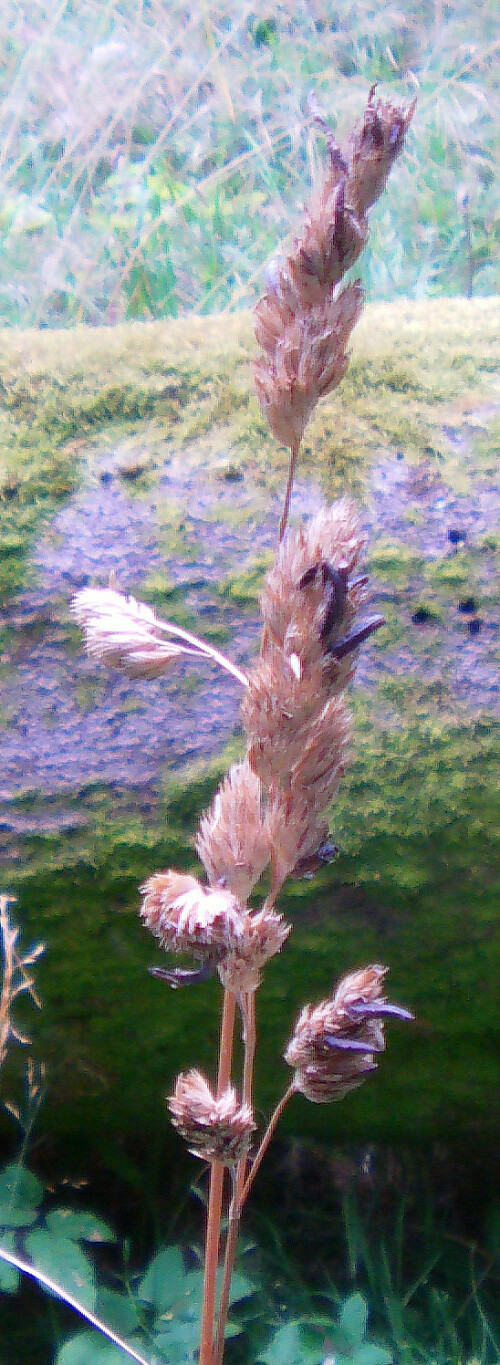 grasahre-mit-mutterkorn-claviceps-purpurea-11096.jpeg