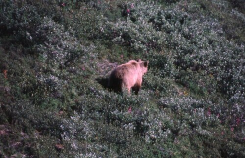 grizzly-bar-2597f249b2e4bf63eb4.jpeg