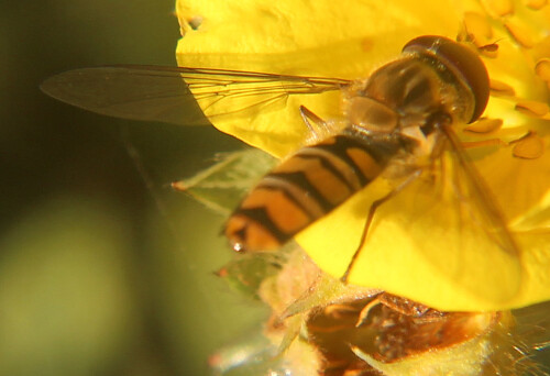 hainschwebfliege-episyrphus-ba-17906.jpeg