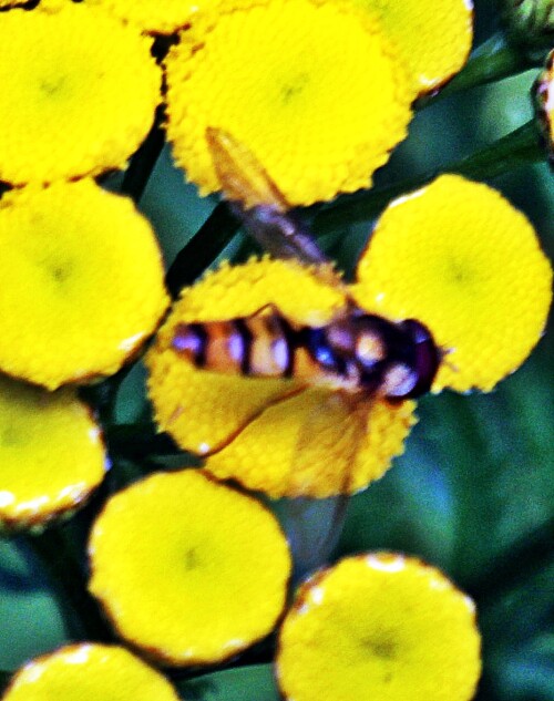 hainschwebfliege-episyrphus-ba-19370.jpeg