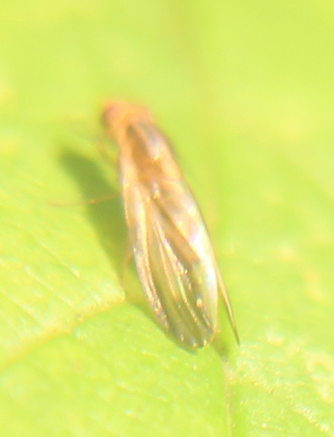 Eine Halmfliege, die sich an einer besonnten Hecke aufwärmt.
http://www.insektenbox.de/zweifl/merosp.htm

https://www.youtube.com/watch?v=zBpp9CDjy7k
https://www.youtube.com/watch?v=mZeVgKKat08
u. a. 


Aufnameort: Eiershausen Garten
Kamera: Canon EOS 700D