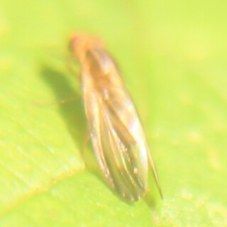 halmfliege-meromyza-spec-18035.jpeg