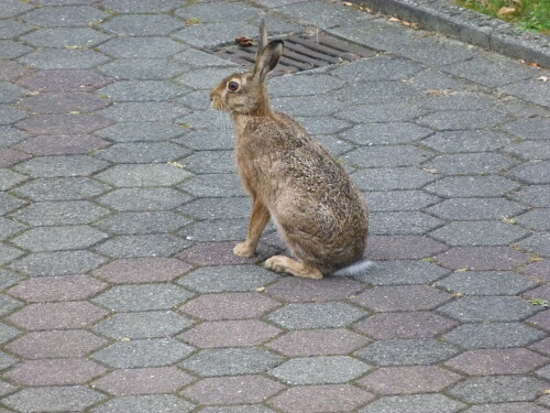 hase-vor-der-haustur-15905.jpeg