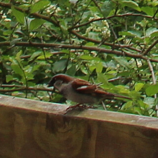 hausspatz-haussperling-passer-domesticus-l-1758-17182.jpeg