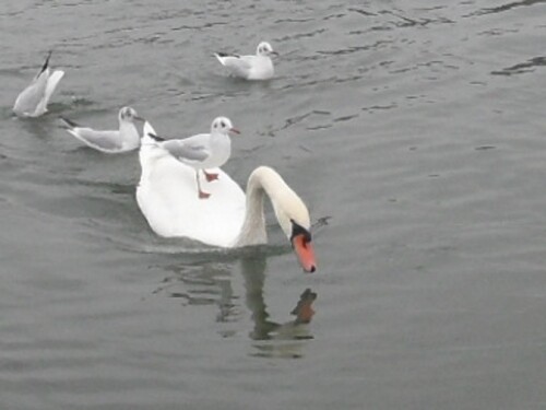 hockerschwan-als-mowenfahre-19821a5eab44515f77b38.jpeg