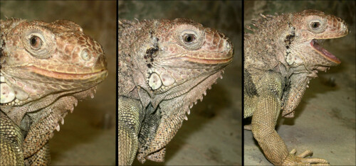iguana-iguana-6850f0aa82015c69927.jpeg