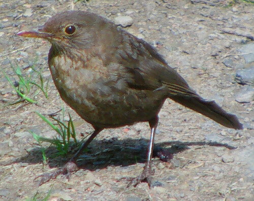 junge-amsel-turdus-merula-l-1758-13094.jpeg