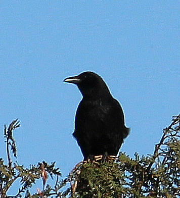 Es dürfte sich hier um einen Jungvogel der Saatkrähe(Corvus frugilegus(L. 1758)) handeln.
https://de.wikipedia.org/wiki/Saatkrähe

Aufnameort: Eiershausen Parkplatz Friedhof
Kamera: Canon EOS 700D