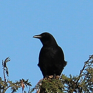 junge-krahe-corvus-sich-am-morgen-aufwarmend-16815.jpeg