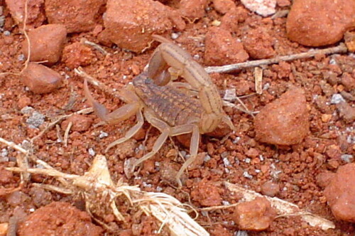 junger-skorpion-35052b869a7ddb7d8aa.jpeg