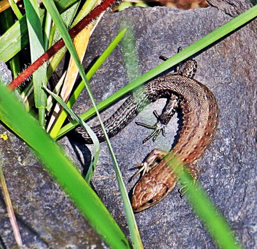 juvenile-waldeidechse-zootoca--19651.jpeg