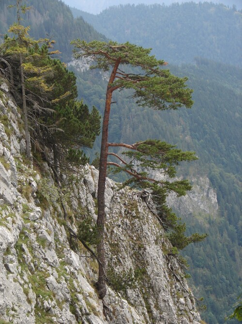 kiefer-pinus-sylvestris-3033.jpeg