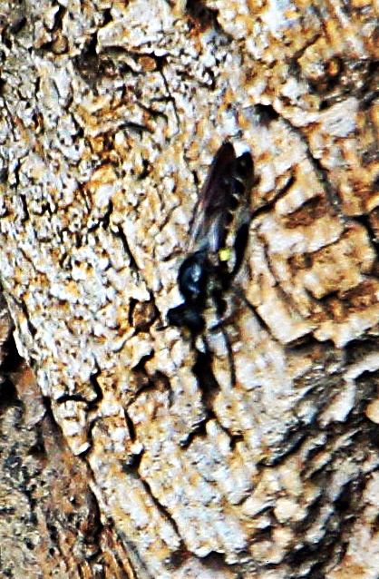 Eine Art Raubfliege(Asilidae), die sich etwa von Mai bis August in der Nähe von Laub- wie Nadelwälder vom Tiefland bis etwa 600 Meter Meereshöhe beobachten lässt.
http://www.insektenbox.de/zweifl/klemor.htm

Aufnameort: Eiershausen Waldrand des Hirschbergwaldes
Kamera: Canon EOS 1300D