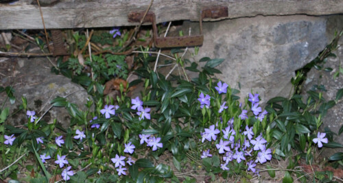 kleines-immergrun-vinca-minor-l-13798.jpeg