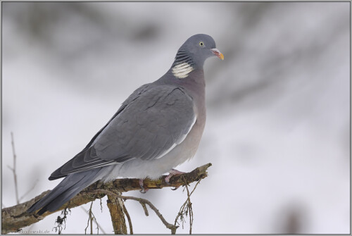 kulturfolger-ringeltaube-columba-palumbus-5482f3e2a6d18c7d314b.jpeg