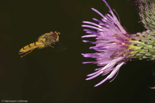 landeanflug-4838a77760057d7aec3c.jpeg