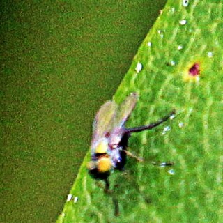langbeinfliege-dolichopus-latreille-1796-mannlich-19443.jpeg