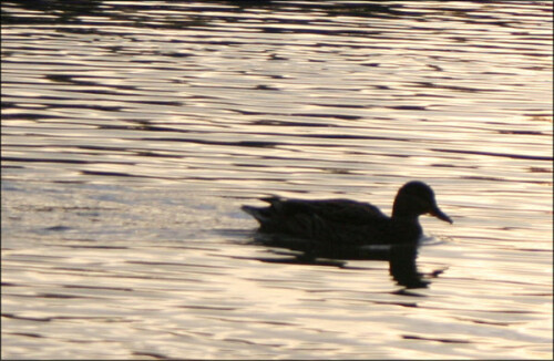 lonely-684abacc34de56553f7.jpeg