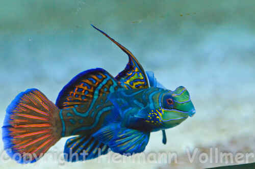 mandarin-leierfisch-6162ced822b11eb12b00.jpeg