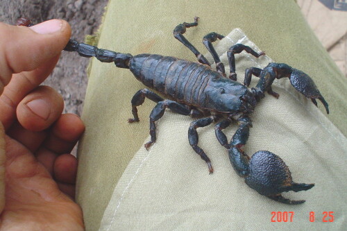 mannlicher-skorpion-34899afe7627975a2c9.jpeg