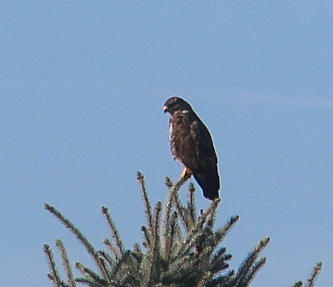 Der Bussard gehört zu den Greifvögeln sowie Habichtartigen(Accipiter).
https://de.wikipedia.org/wiki/Mäusebussard

https://www.youtube.com/watch?v=Ik3fpTbEY7s
https://www.youtube.com/watch?v=KH6LXJ5uydI
https://www.youtube.com/watch?v=mirQtSJaAbg
u. a.

Aufnameort: Eiershausen Gewerbegebiet nordwestlich der Firma Kettenbach
Kamera: Canon EOS 700D