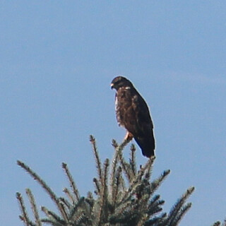 mausebussard-buteo-buteo-l-1758-im-ansitz-17832.jpeg