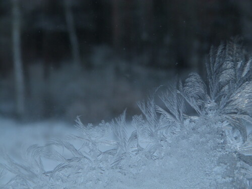 noch-ne-eisblume-6872.jpeg