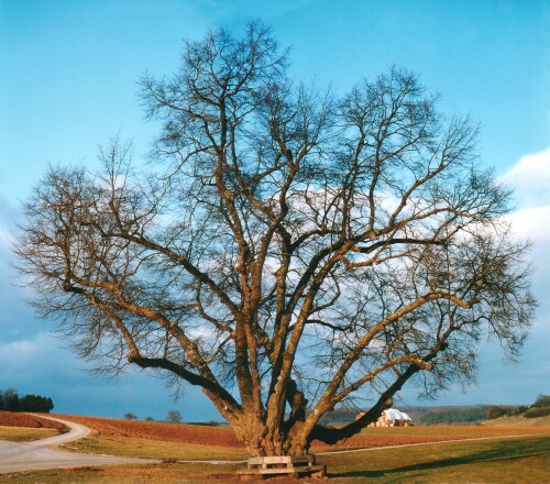 obere-linde-bei-hildrizhausen-361.jpeg